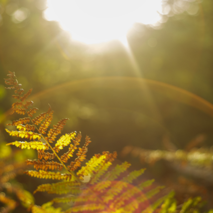 Leaf backlit by warm sunlight