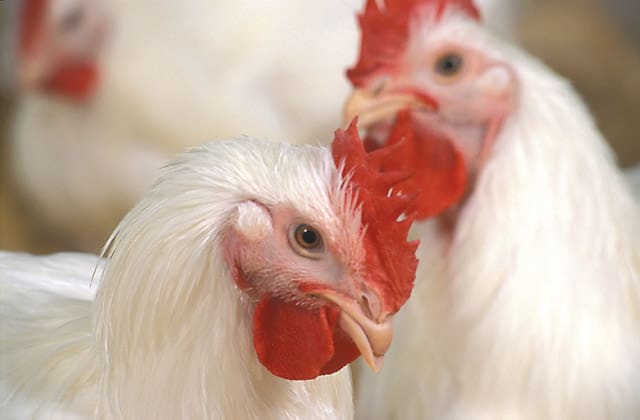 Two chickens with white feathers, prominent red combs, and light brown eyes.